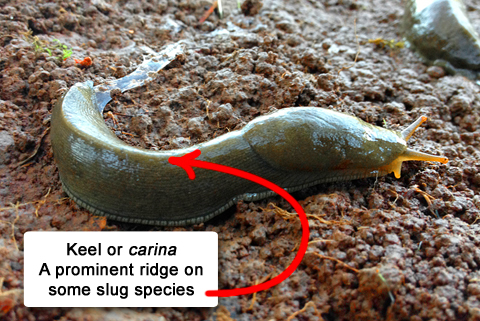 slugs mouth